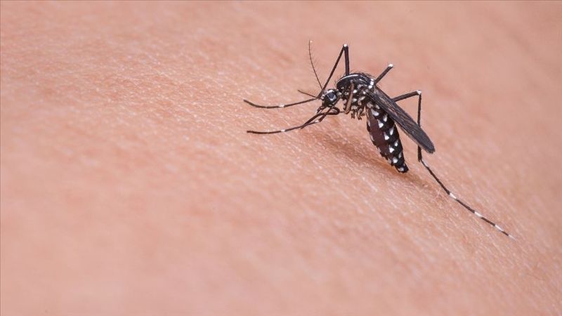 Sivrisinekler, O Kan Grubunun Lezzetine Doyamıyorlar! Her Yerde Onları Arıyorlar! Vücut Isısı Yükseldikçe… İşte Yeni ve Kan Grubu Olarak Hedefte Olanlar... 3
