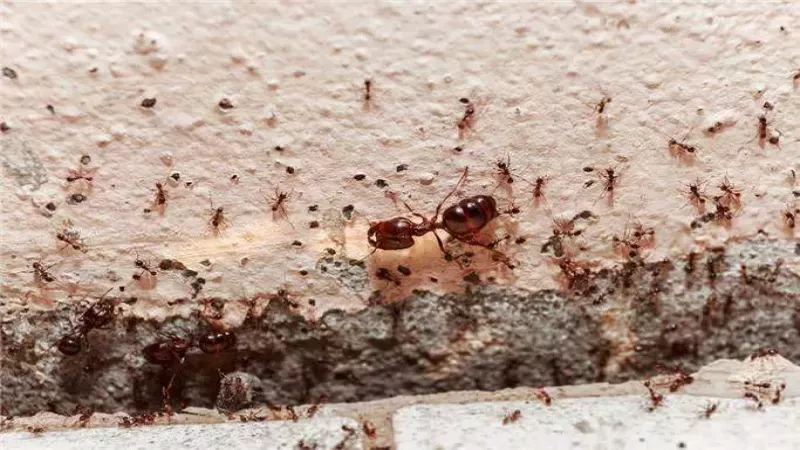 Karıncaları Kovmak İçin Bu Formülü Uygulayın: Karıncalar, Anında Evinizden Uzaklaşacak! Bu Formülle Karıncalar Zarar Görmüyor… 1