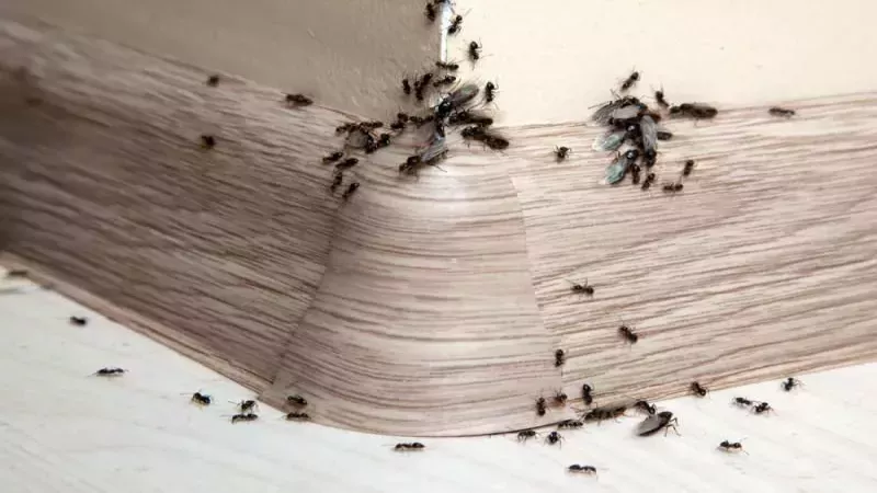 Karıncaları Kovmak İçin Bu Formülü Uygulayın: Karıncalar, Anında Evinizden Uzaklaşacak! Bu Formülle Karıncalar Zarar Görmüyor… 2