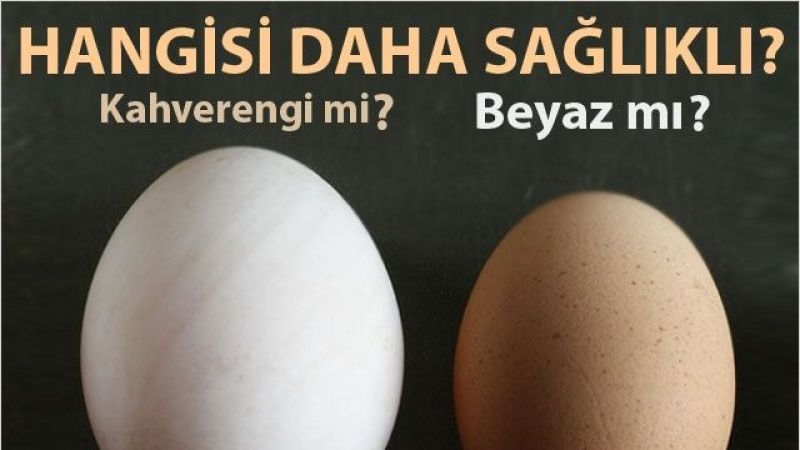 Beyaz Yumurta Mı, Kahverengi Yumurta Mı? Yumurta Arasındaki Fark Nedir, Hangisi Pahalı? Yumurtanın Beyazı Mı Yoksa Kahverengi Olanı Mı Doğal? 3