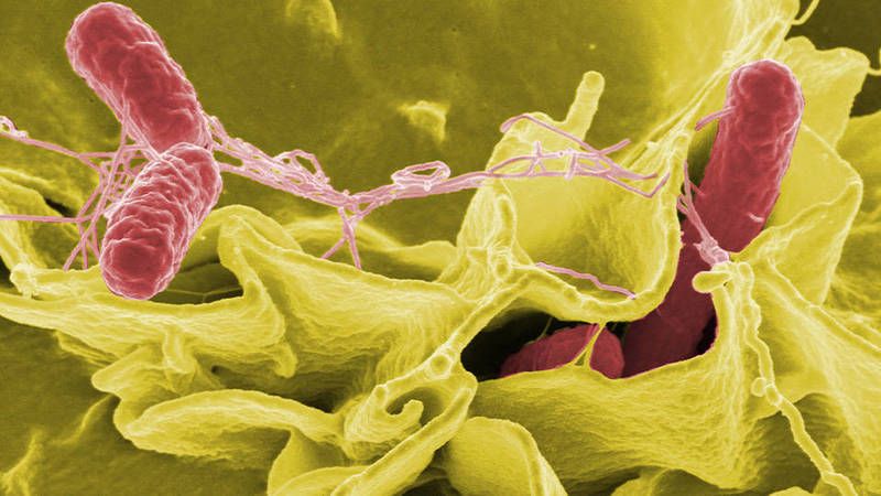 Ünlü Markanın Ürünlerinde, Salmonella Mikrobuna Rastlandı: Bu Markanın Ürünlerini Çocuklar Her Gün Yiyor! Bir Lokmada Bile… 1