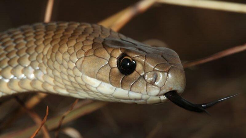 Yılanları, eve çeken kokular açıklandı! Yazlıkçılara uzmanlardan yılan uyarısı geldi: “Bu yiyecekleri sakın açıkta bırakmayın!” 5