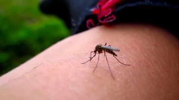 En iyi sivrisinek kovucu hangisidir? Sivrisinek hangi kokuyu sevmez? İşte O Markalar ve Fiyatları… 1