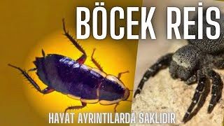 Hamam Böceklerine Adeta  Barikat Kuruyor! Onları Öldürmek İmkansız... Bu Gizli Yöntem Sayesinde Kurtulacaksınız! Bu Kürü Mutlaka Deneyim... 4