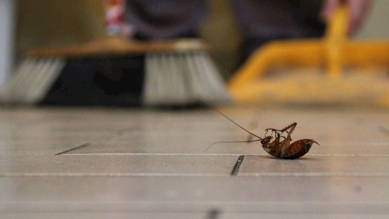 Hamam Böceklerine Adeta  Barikat Kuruyor! Onları Öldürmek İmkansız... Bu Gizli Yöntem Sayesinde Kurtulacaksınız! Bu Kürü Mutlaka Deneyim... 3