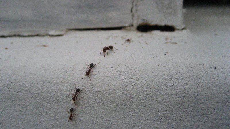 Karıncalar O Formülü Görünce Hemen Evlerden Uzaklaşıyor! Evin Köşelerinde Güvenlik Duvarı Oluşturuyor! Az bir miktar bile yeterli! 1