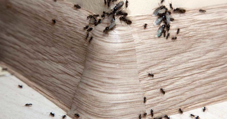 Karıncalar O Formülü Görünce Hemen Evlerden Uzaklaşıyor! Evin Köşelerinde Güvenlik Duvarı Oluşturuyor! Az bir miktar bile yeterli! 3