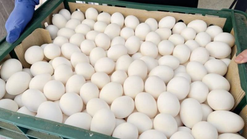 Türk Yumurtası Alarm Verdi! Yumurtalarda Yasaklı Madde Bulundu... Tayvanlılar Açıkladı! Peki  Yumurtalardaki madde nedir? 1