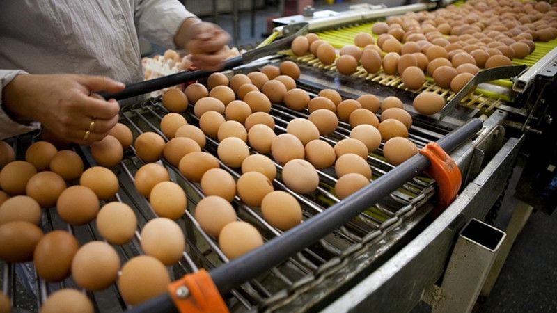 Türk Yumurtası Alarm Verdi! Yumurtalarda Yasaklı Madde Bulundu... Tayvanlılar Açıkladı! Peki  Yumurtalardaki madde nedir? 3
