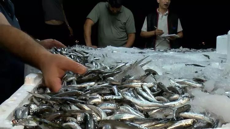 Av Yasağı Bitti… Balık Sezonu Başladı! Ankara Balık Hal Fiyatları Belli Oldu! Alabalık, İstavrit, Barbun, Hamsi, Çupra Ne Kadar? 1