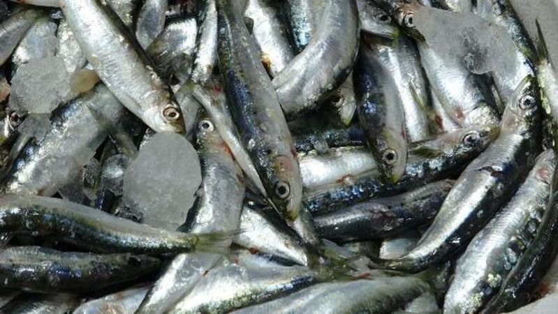 Av Yasağı Bitti… Balık Sezonu Başladı! Ankara Balık Hal Fiyatları Belli Oldu! Alabalık, İstavrit, Barbun, Hamsi, Çupra Ne Kadar? 2