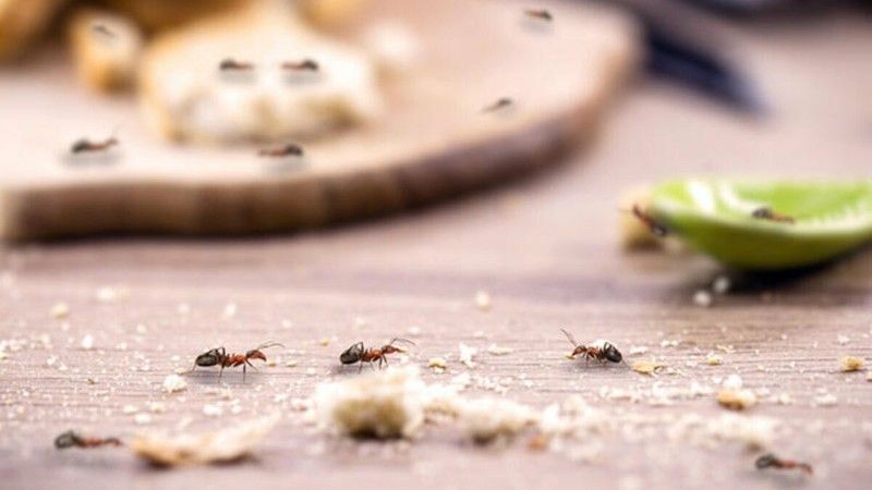 Evleri istila eden karıncalardan dakikalar içinde kurtulacaksınız! Bu yöntemler Geri Püskürtüyor... Peki Evi karınca basması nasıl geçer? 1