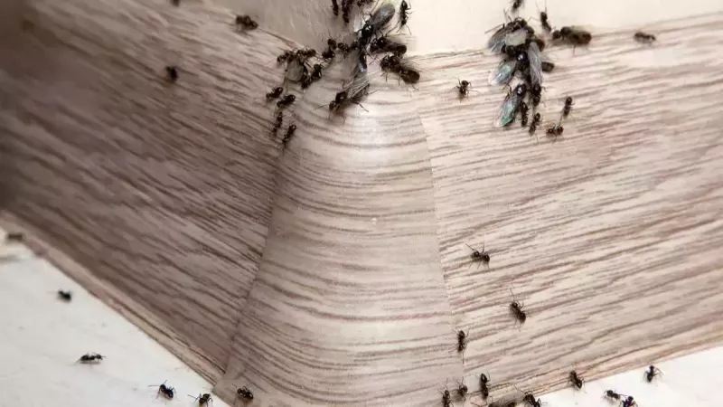 Evleri istila eden karıncalardan dakikalar içinde kurtulacaksınız! Bu yöntemler Geri Püskürtüyor... Peki Evi karınca basması nasıl geçer? 2