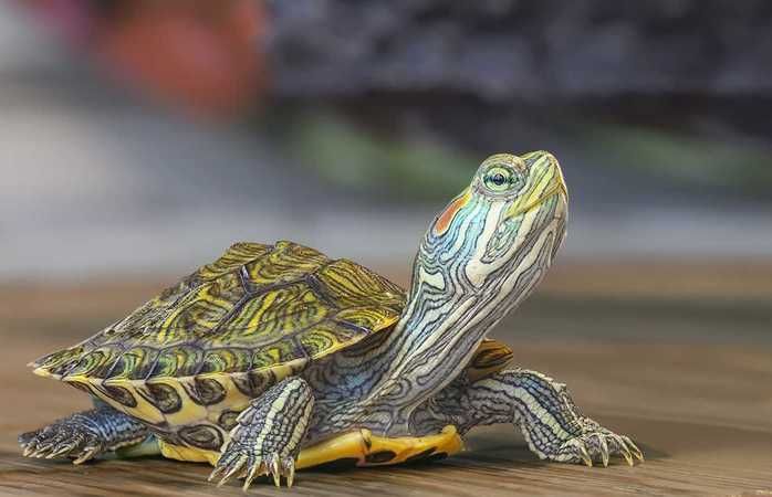 Kahve Falında Kaplumbağa Ne Anlama Gelir? Kahve Falında 2 tane Kaplumbağa Ne Demek? Kahve Falında Ters Dönmüş Kaplumbağa Ne Anlama Gelir? 2