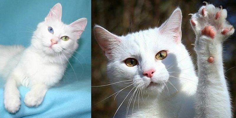 Ankara Kedisi mi Van Kedisi mi? Güzellikte Birbirleriyle Yarışıyorlar! Peki, Ankara Kedisi ile Van Kedisi Arasındaki Farklar Nelerdir? 2