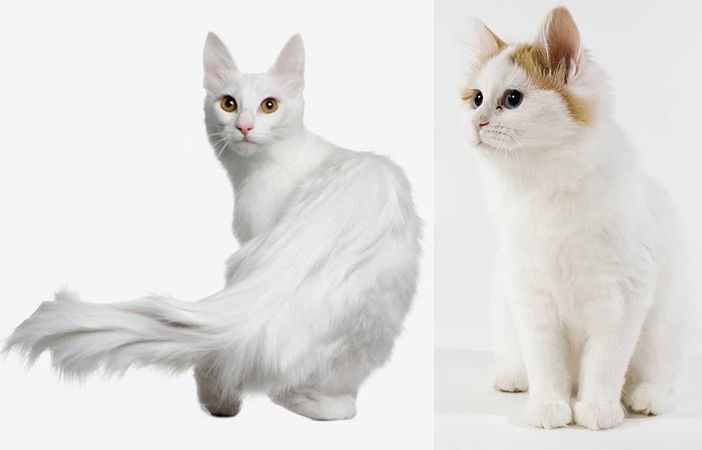 Ankara Kedisi mi Van Kedisi mi? Güzellikte Birbirleriyle Yarışıyorlar! Peki, Ankara Kedisi ile Van Kedisi Arasındaki Farklar Nelerdir? 1