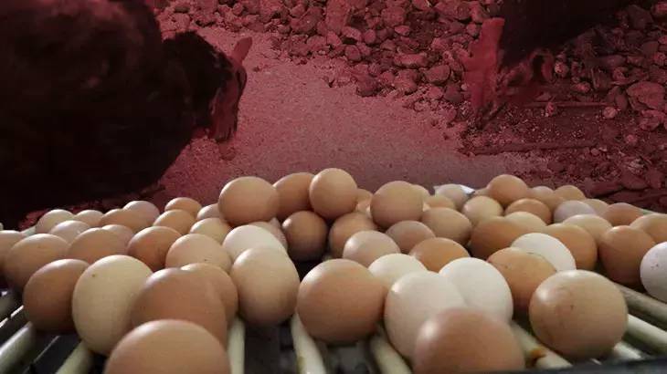 Uzmanlar uyardı: Senelerdir bakterili yumurta yiyormuşuz! Herkesin yaptığı bu hatadan hemen vazgeçin 3