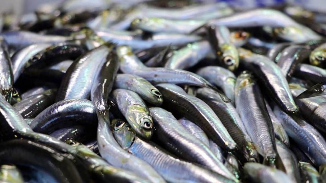 28 Eylül 2023 Perşembe Ankara Balık Hali fiyatları: Rakamlar güncellendi; kalamar, karides, hamsi, istavrit için satışla başladı 1