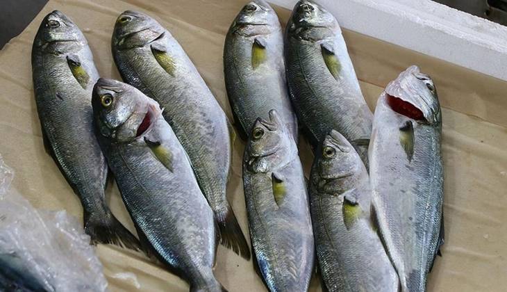 28 Eylül 2023 Perşembe Ankara Balık Hali fiyatları: Rakamlar güncellendi; kalamar, karides, hamsi, istavrit için satışla başladı 3