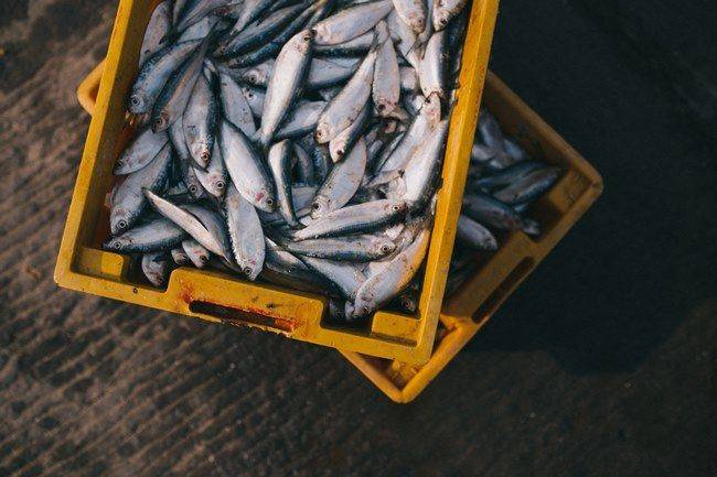 28 Eylül 2023 Perşembe Ankara Balık Hali fiyatları: Rakamlar güncellendi; kalamar, karides, hamsi, istavrit için satışla başladı 4