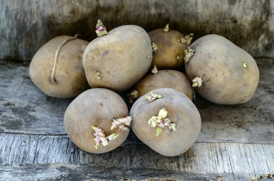 Pek çok kişi bilmiyor: Patatesin üzerinde bu varsa dokunmayın bile! Kimyasallı patates nasıl anlaşılır? 1