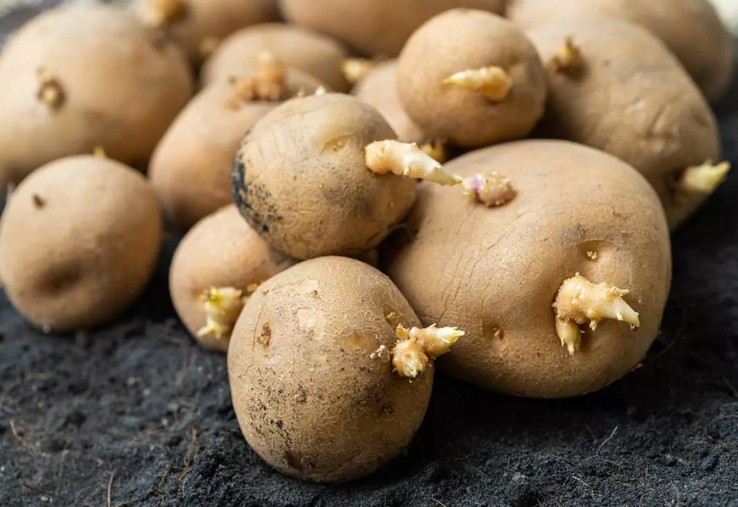 Kışlık patatesi 365 gün taze tutacak altın değerinde tavsiye! Saklarken içine sadece bir adet… 2