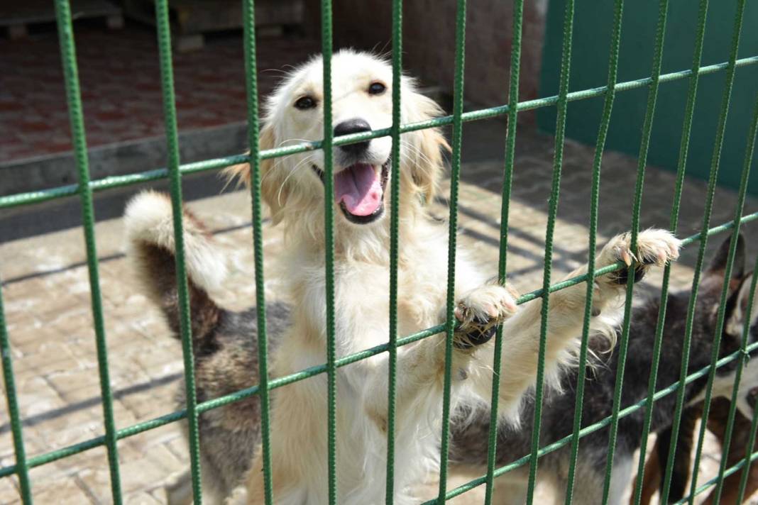 Bakanlıktan hayvancılığa 3 yeni değişiklik! Bu işlemi yapmayana ceza geliyor: Tanımsız hayvan düzenlemesi… 2