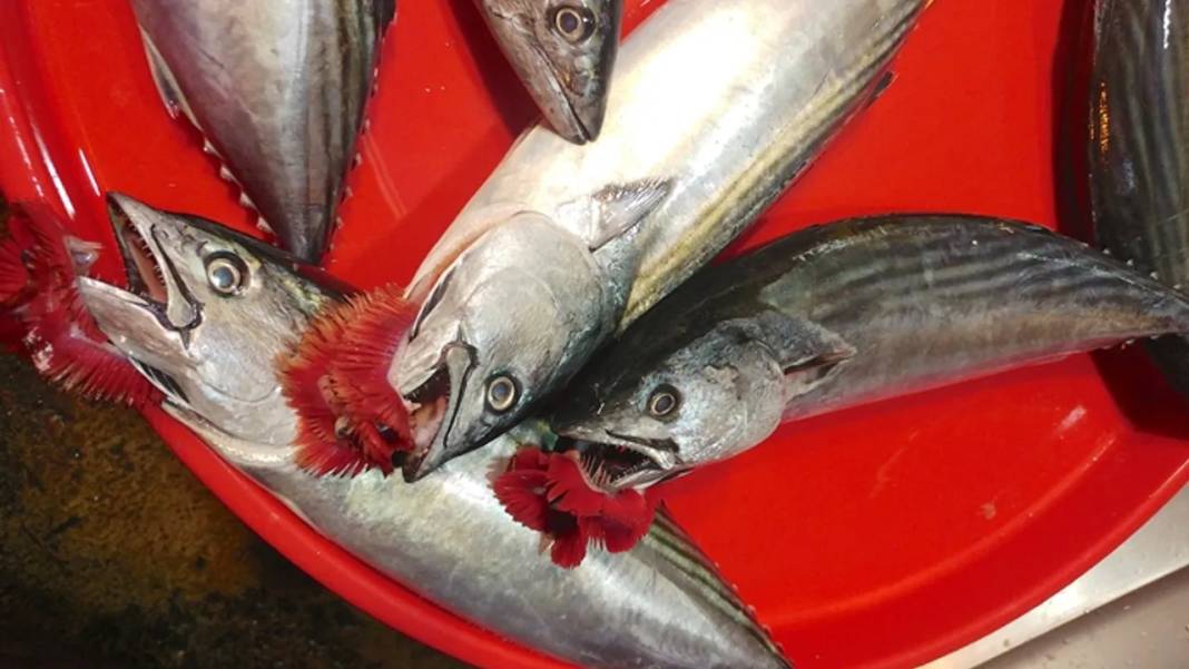Balık taze mi bayat mı? Rengi, kokusu ele veriyor! Prof.Dr.Karatay’ın balık seçme önerileri… 4