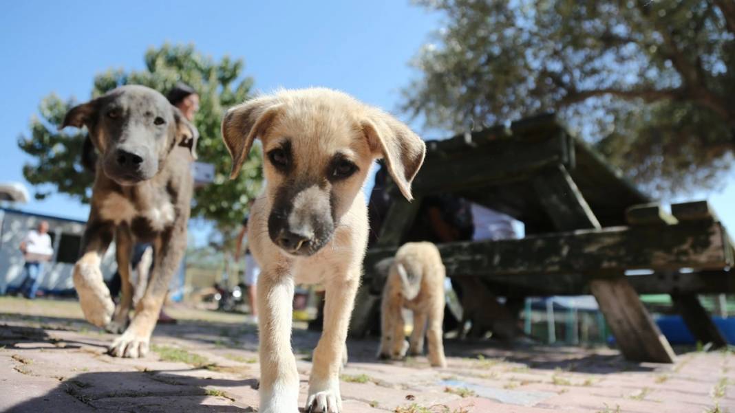 Bakanlıktan hayvancılığa 3 yeni değişiklik! Bu işlemi yapmayana ceza geliyor: Tanımsız hayvan düzenlemesi… 1