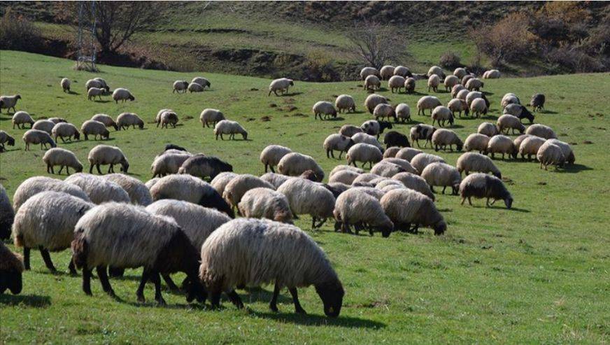 Hayvancılık desteği alanlar dikkat! Yeni düzenleme yayınlandı: 30.000 liraya çıktı! 2