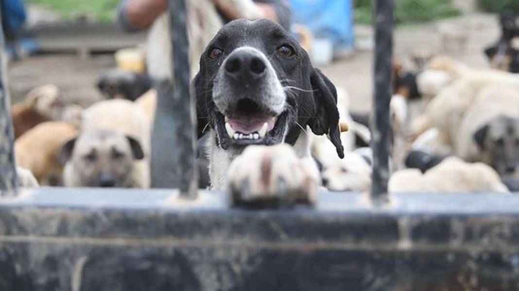 Bakanlıktan hayvancılığa 3 yeni değişiklik! Bu işlemi yapmayana ceza geliyor: Tanımsız hayvan düzenlemesi… 3