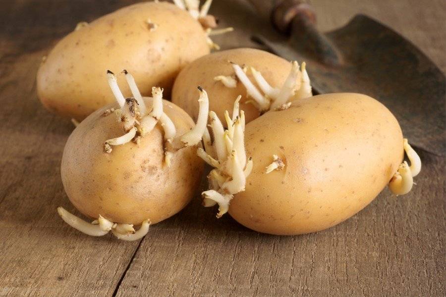 Kışlık patatesi 365 gün taze tutacak altın değerinde tavsiye! Saklarken içine sadece bir adet… 3