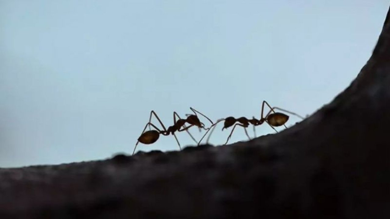 Evleri istila eden karıncalardan dakikalar içinde kurtulacaksınız! Bu yöntemler Geri Püskürtüyor... Peki Evi karınca basması nasıl geçer?