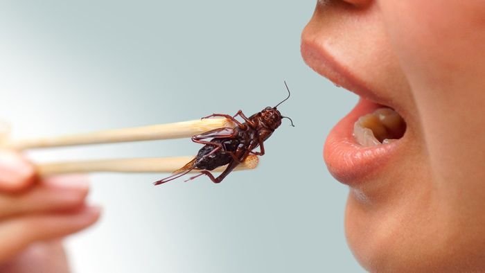 Bilim Dünyasını Sarsan Keşif: Böcek Kabukları Metabolizmayı Güçlendiriyor