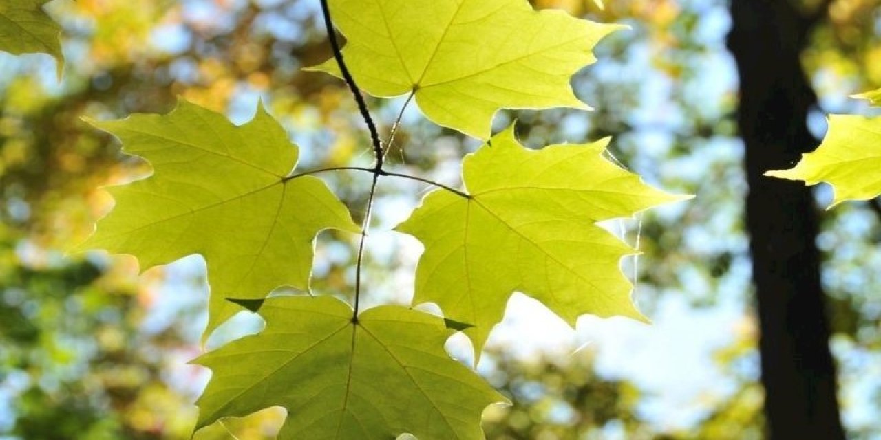 Bu ağacın yaprağı sütten 10 kat fazla kalsiyum içeriyor! Kalp ve damar rahatsızlıklarına iyi geliyor!
