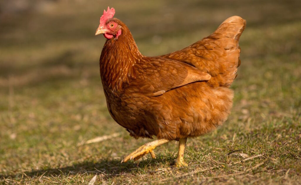 Japonlar Sonunda Bunu da Yaptı! Tavuk Gıdaklamasını Tercüme Etti! Sonuçları Çok Şaşırtıcı...