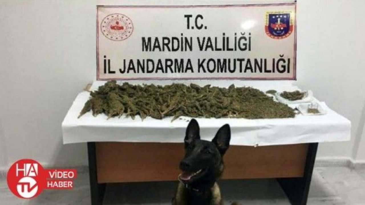 Mardin’de 15 kilo 500 gram esrar ele geçirildi