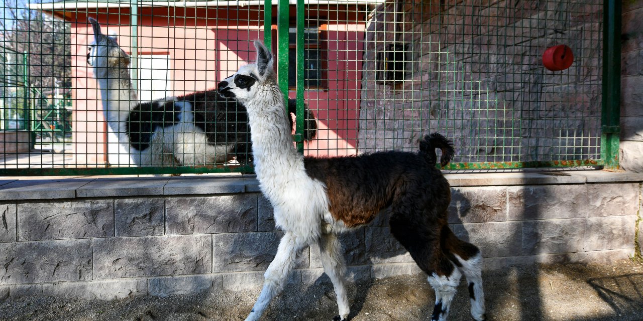 Ankara Büyükşehir Belediyesinin Evcil Hayvanlar Parklarının Yeni Üyeleri: Albino Kanguru Ve Lama