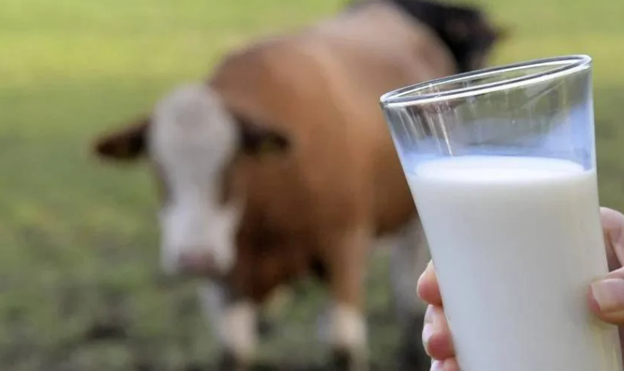 Herkes Bu Özel Yoğurdu Arıyor! 4 Parmak Kaymağı Var… İşte Jersey sütü faydaları