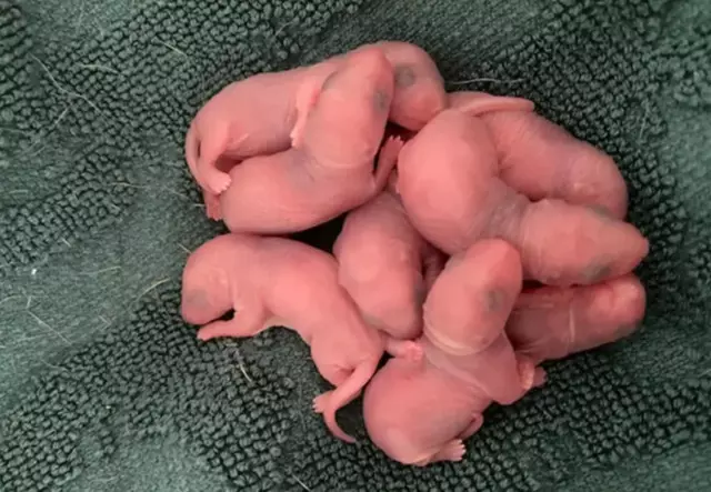 İç Çamaşırı Çekmecesinde Bulunan Yenidoğan 8 Yavru Hayvan Şaşkınlık Yarattı!