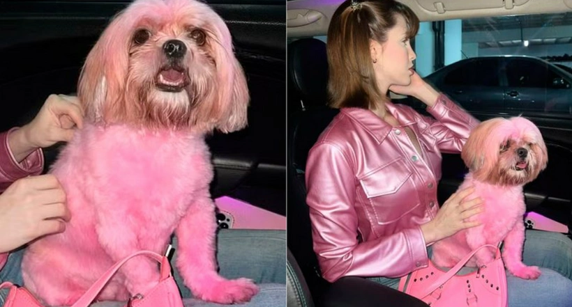 Sosyal Medya Fenomeni Sabrina Low'un Köpeğini Pembe Renk Boyaması Büyük Tepki Çekti! İşte O Anlar...
