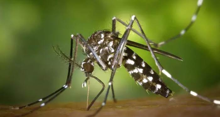 Kırmızı Alarm! Asya Kaplan Sivrisineği Tehlikesi Artıyor! Türkiye'de de Görülmeye Başlandı! İşte Alınacak Önlemler!