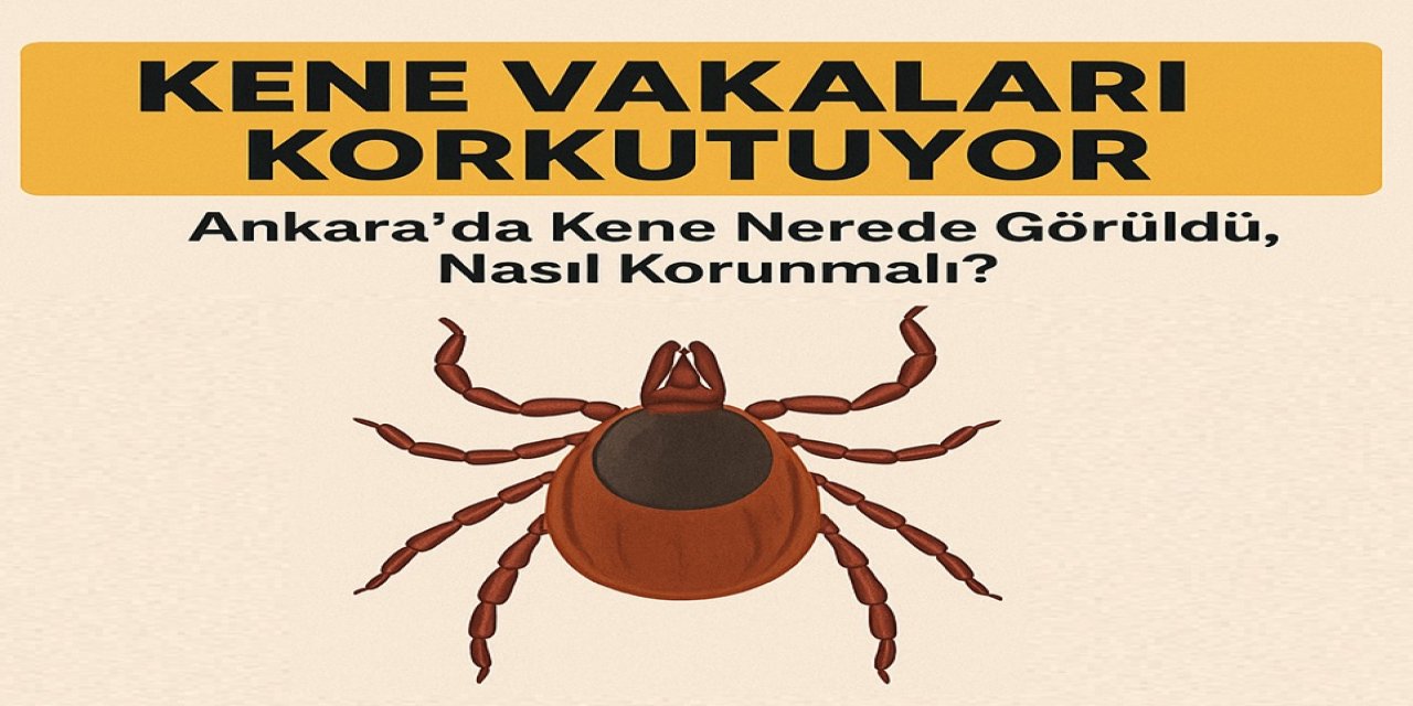 Kene Vakaları Korkutuyor? Ankara'da Kene Vakaları Nerde Görüldü? Haymana, Beypazarı, Nallıhan, Gölbaşı ve Çubuk...