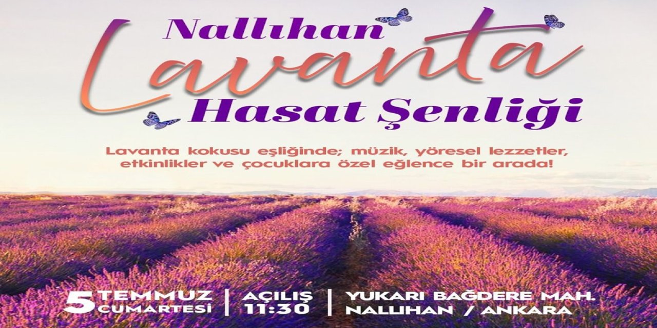 Nallıhan Gene Mis Gibi Lavanta Kokacak! Lavanta Hasat Şenliği Başlıyor... Nerede, Ne Zaman?