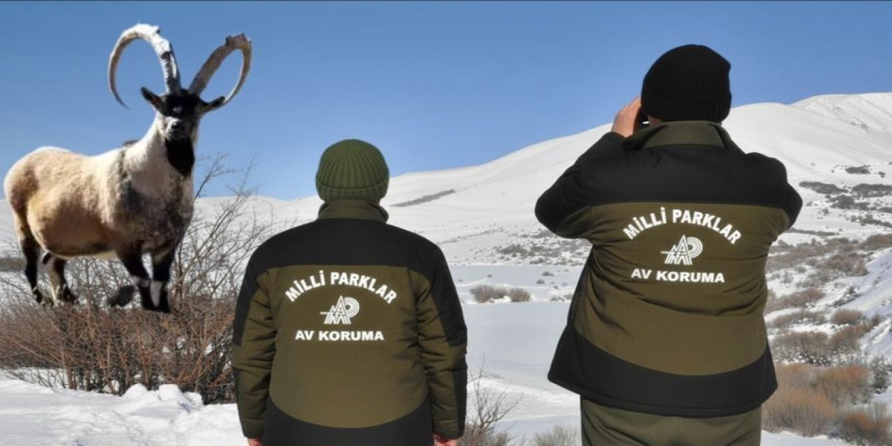 Aladağlar Milli Parkı’nda Neler Oluyor? Yaban Keçisi Vuran Şahsa Kesilen Ceza Dudak Uçuklattı.