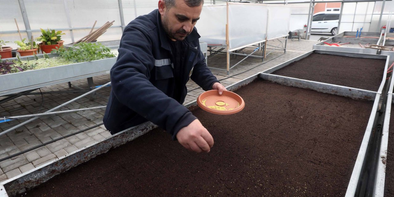 Yenimahalle Belediyesi Dışarıdan Alımı Durdurdu: Kendi Çiçeğini Kendi Üretiyor! "Tohum" Mucizesi...
