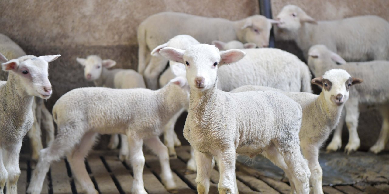 Ankara’da Başladı! Aşıdan Cerrahi Müdahaleye Ücretsiz... Veteriner Desteği Başvurusu Nasıl Yapılır?