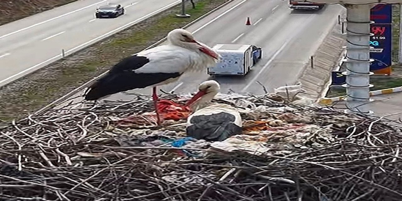 Ankara’da Bahar Müjdesi: Kızılcahamam "Leylek Apartmanı" Sakinleri Yuvalarına Döndü!