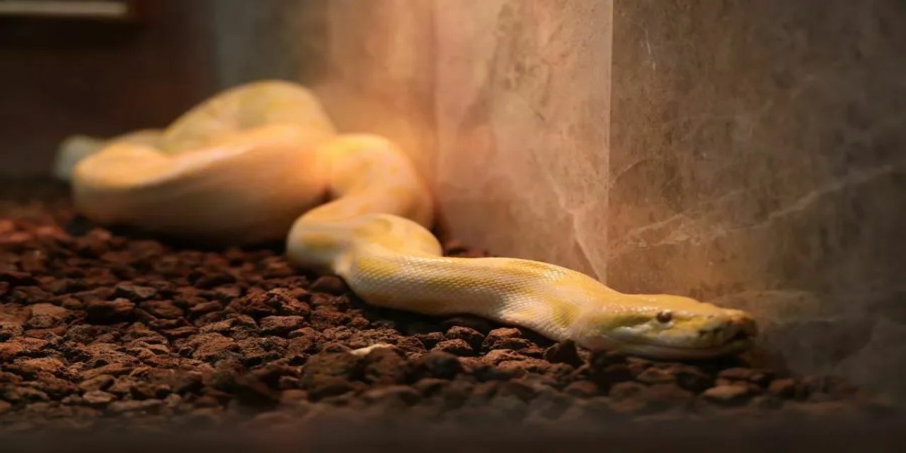 Jandarmadan Kaçakçılık Operasyonu: Evden Dev Piton Çıktı!...