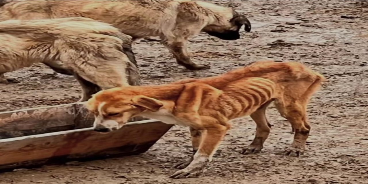 Barınaklar Ölüm Kampına mı Dönüştü? Türk Veteriner Hekimleri Birliği’nden Şok Rapor